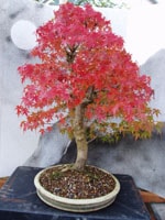 Superb autumn colour on this Mountain Maple